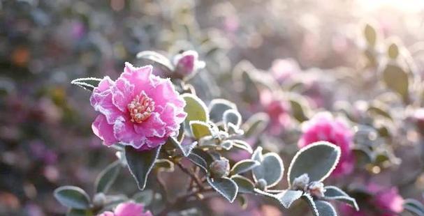 哪些花不需要节日赋予意义？它们的寓意是什么？