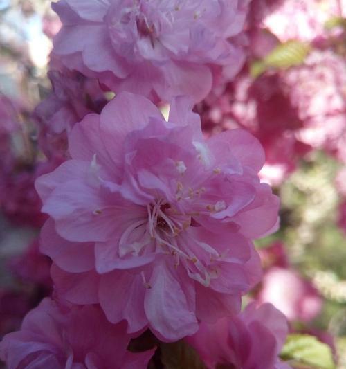 花语千千节是什么意思？