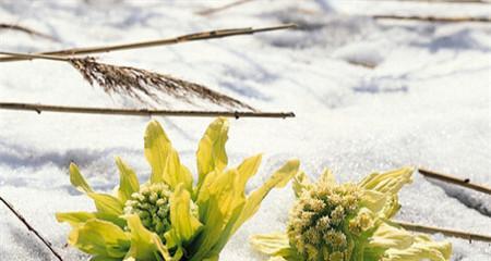 花语千千节是什么意思？