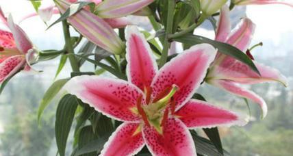 花语千千节是什么意思？