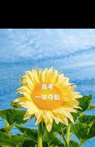 哪些花含有赞美和祝福的含义？