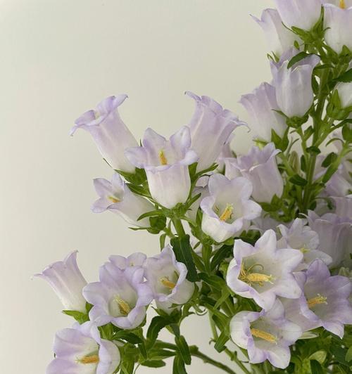 紫色风铃花束的寓意是什么？