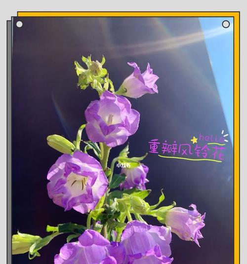 紫色风铃花束的寓意是什么？