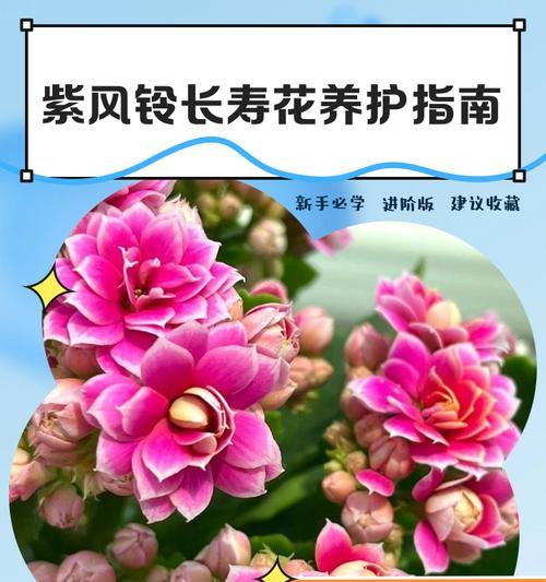 紫色风铃花束的寓意是什么？