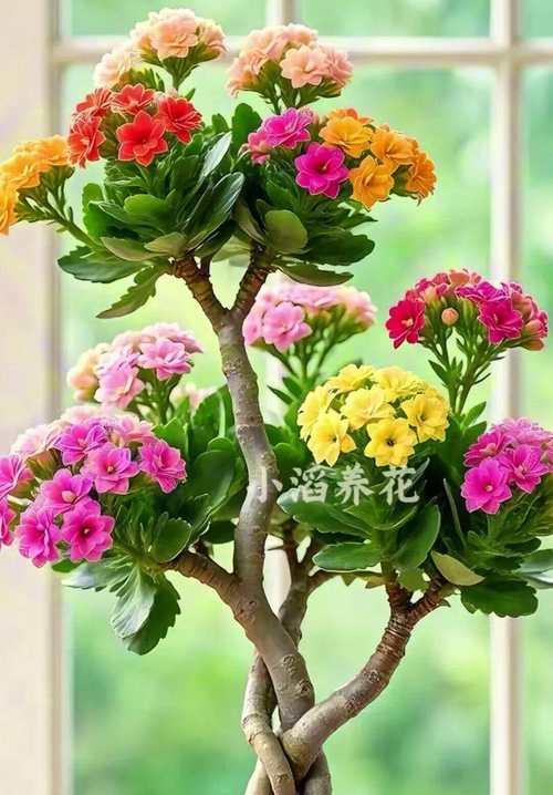 长寿花的寓意是什么？如何养殖长寿花？