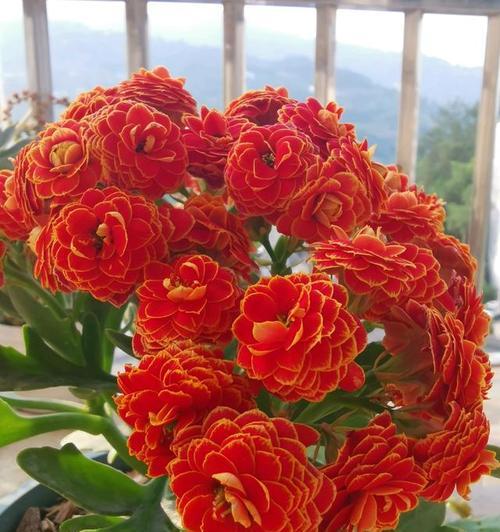 长寿花的寓意是什么？如何养殖长寿花？