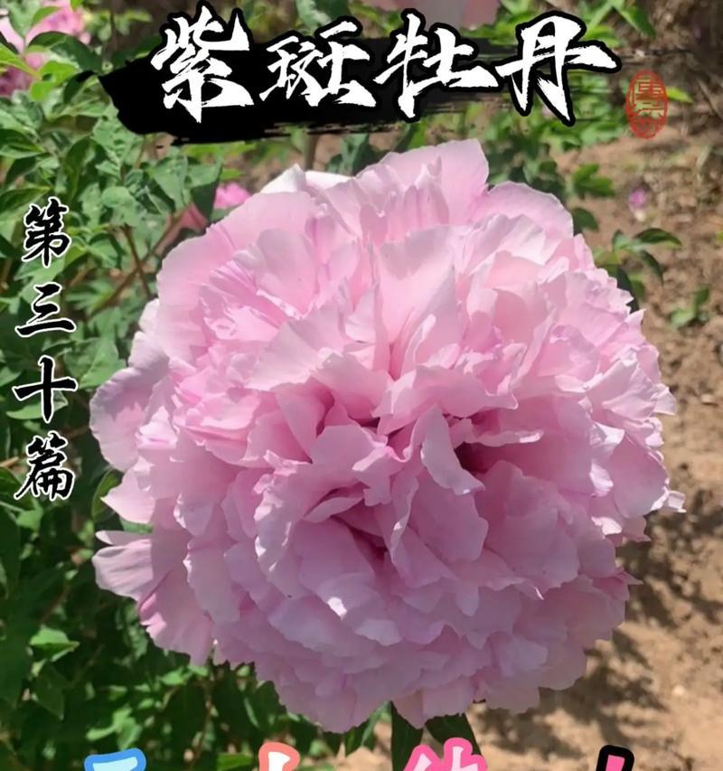 寺庙中寓意健康平安的花有哪些？如何选择？