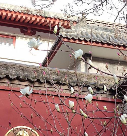 寺庙中寓意健康平安的花有哪些？如何选择？