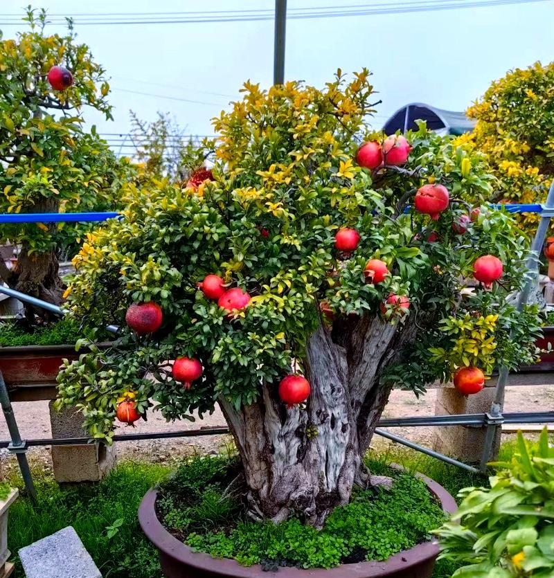 吉祥树的花语是什么？吉祥树花象征着什么？