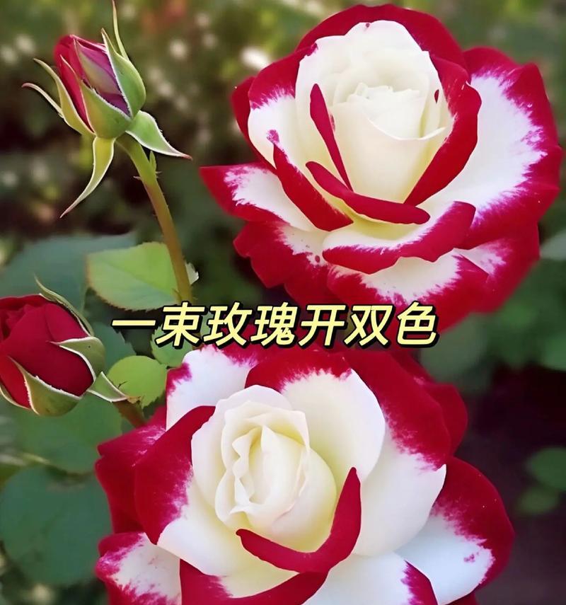 玫瑰花不同颜色代表什么？玫瑰花颜色的寓意有哪些？