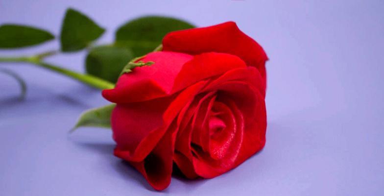 玫瑰花不同颜色代表什么？玫瑰花颜色的寓意有哪些？