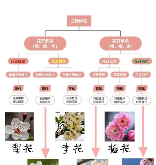 研究花的背景和意义是什么？
