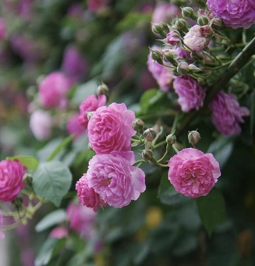 蔷薇花在爱情中代表什么？蔷薇花语有哪些？