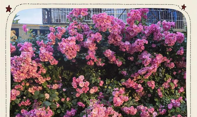 蔷薇花在爱情中代表什么？蔷薇花语有哪些？