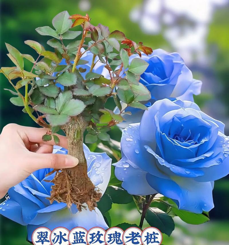 表情蓝色玫瑰花代表什么含义？