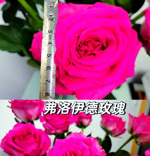粉色花代表的暗恋花语是什么？