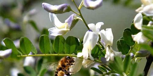 黄色花与小蜜蜂的象征意义是什么？黄色花和小蜜蜂组合的寓意何在？