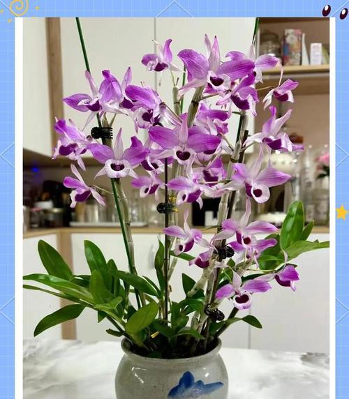 石斛花的花色有哪些寓意？石斛花色象征着什么？