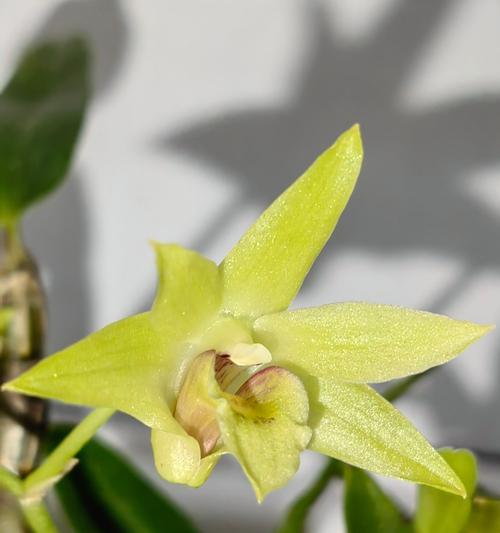 石斛花的花色有哪些寓意？石斛花色象征着什么？
