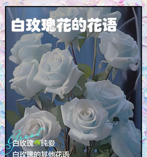 玫瑰花不同花色代表什么？玫瑰花不同花色的寓意是什么？