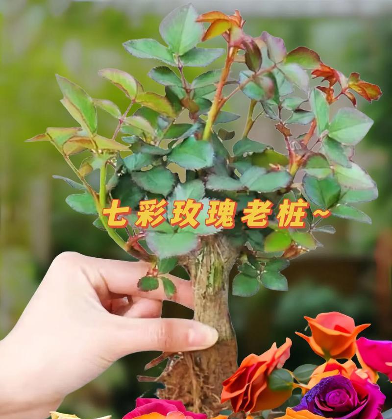 玫瑰花不同花色代表什么？玫瑰花不同花色的寓意是什么？