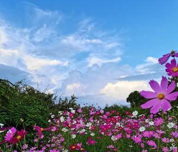 都市花语云逍无册节是什么意思？如何理解这一花语？