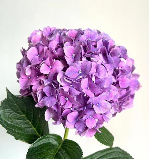 紫色花的花语是什么？它们象征着幸运和浪漫吗？