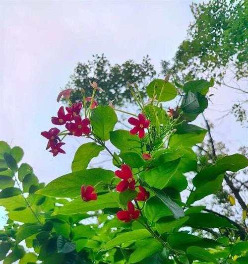 哪种花寓意健康和康健？