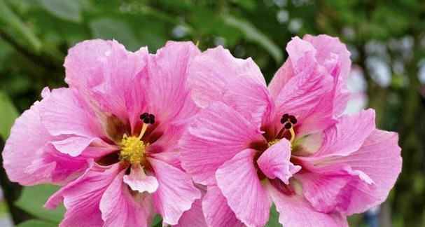 芙蓉花象征爱情吗？