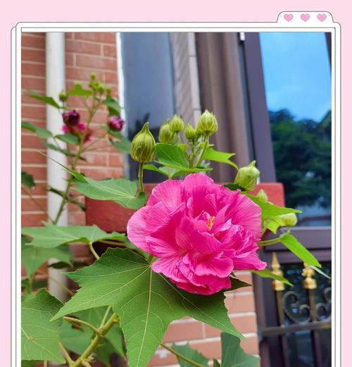 芙蓉花象征爱情吗？
