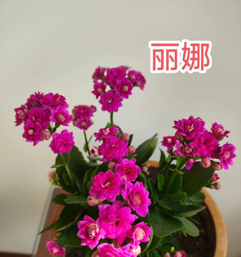 每种颜色的花代表什么？每种颜色的花的含义是什么？