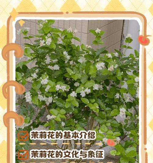 茉莉花的文化内涵和意义是什么？