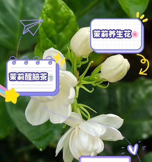 茉莉花的文化内涵和意义是什么？