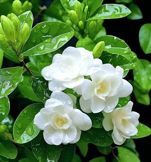 茉莉花的文化内涵和意义是什么？