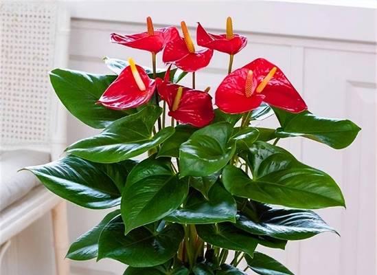 春节期间送什么花寓意好？