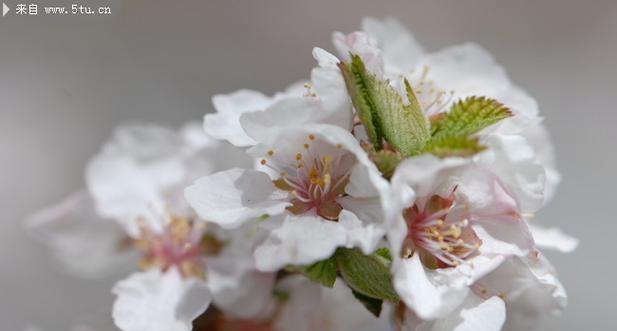 春天的花象征爱情吗？春天盛开的花有哪些爱情寓意？