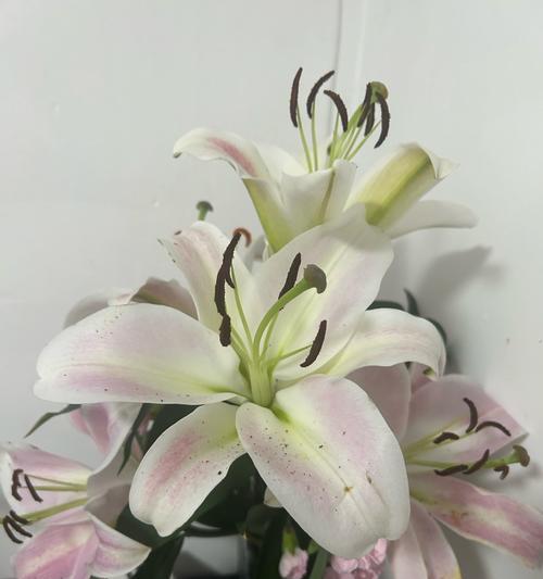 淡雅颜色的花有哪些寓意？如何选择寓意好的淡雅花？