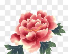 淡雅颜色的花有哪些寓意？如何选择寓意好的淡雅花？