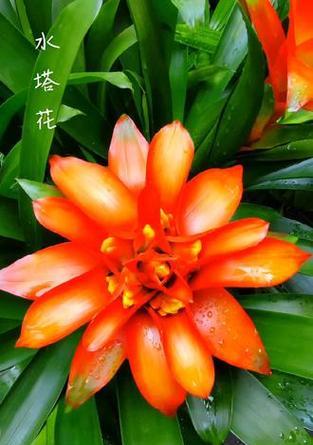 吉祥的花有哪些？它们的来历和含义是什么？