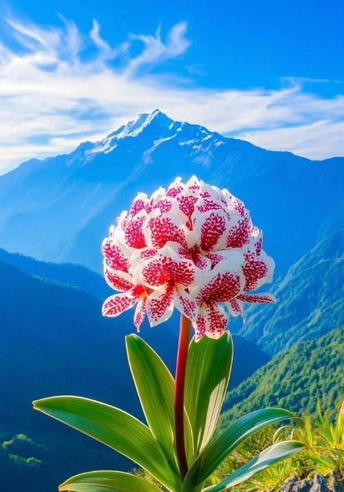 吉祥的花有哪些？它们的来历和含义是什么？
