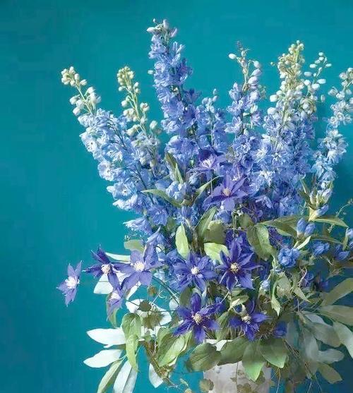 蓝色碎钻代表的花是什么？寓意有何特别之处？