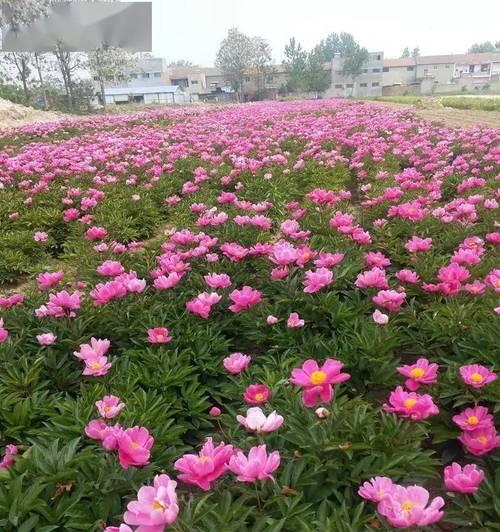 亳州芍花节的开展有何意义？
