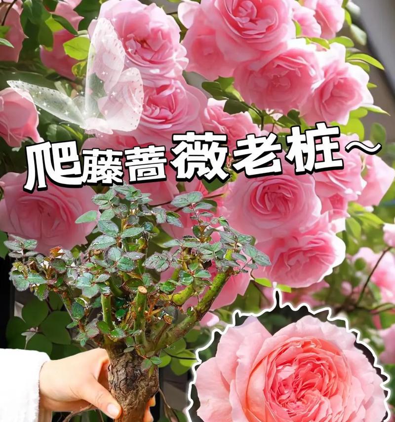 花瓶插粉色花代表什么？粉色花卉的花语有哪些？