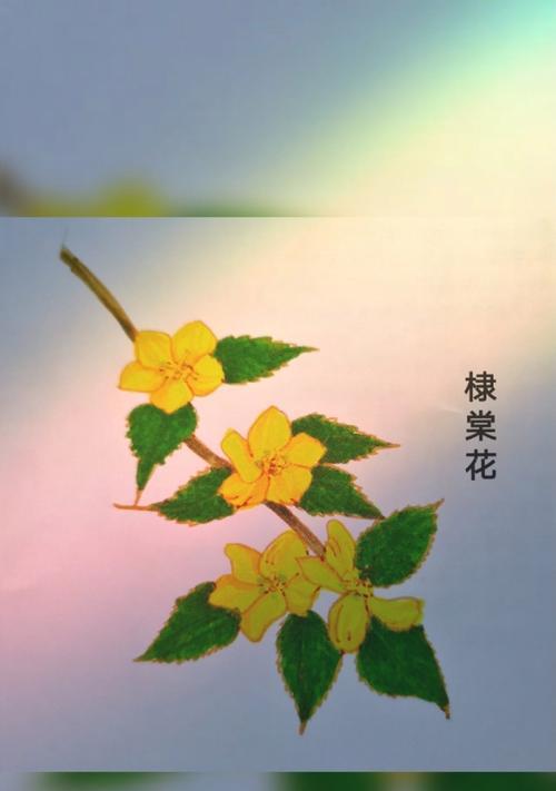 白色的棠棣花寓意是什么？棠棣花的花语有哪些？