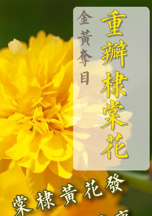 白色的棠棣花寓意是什么？棠棣花的花语有哪些？