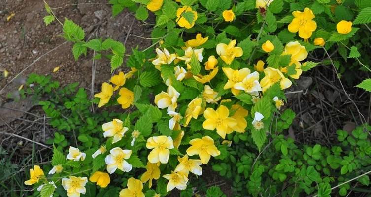 白色的棠棣花寓意是什么？棠棣花的花语有哪些？