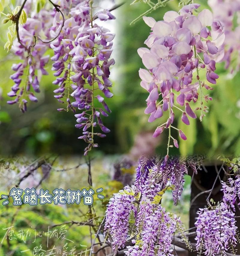 紫藤花的花语是什么？紫藤花祝福有哪些含义？