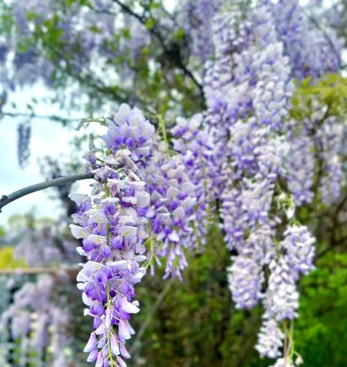 紫藤花的花语是什么？紫藤花祝福有哪些含义？