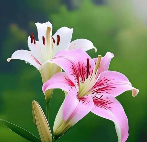 哪些花象征着快乐和幸福？它们的花语是什么？