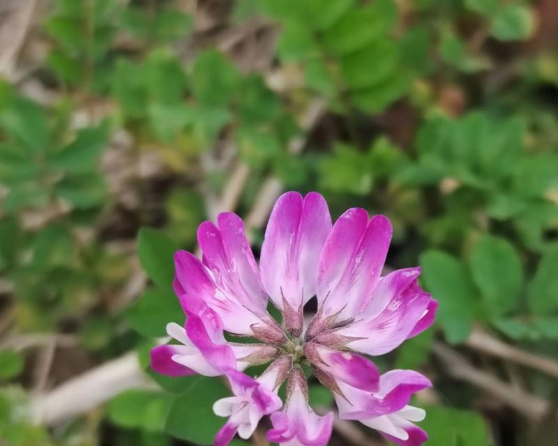 哪些花象征着快乐和幸福？它们的花语是什么？